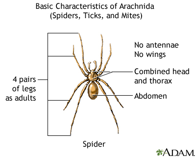 Arachnids - basic features