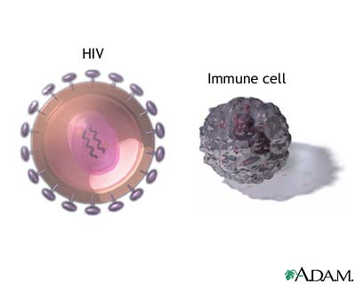 HIV virus and t-cells