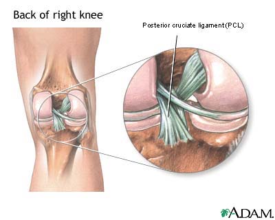 Posterior cruciate ligament of the knee