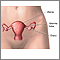 Female reproductive anatomy