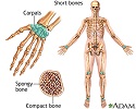 Short bones