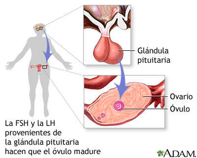 FSH y LH de la glándula pituitaria
