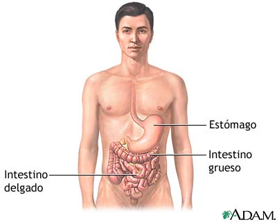 Anatomía gastrointestinal
