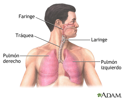 Anatomía normal del pulmón