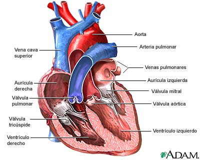 Vista anterior de válvulas cardíacas