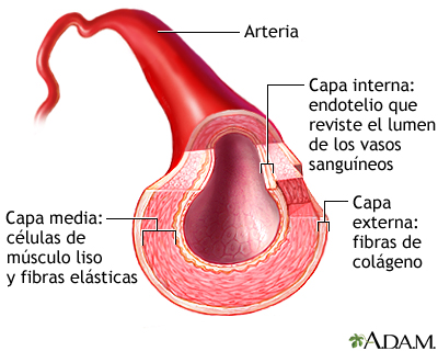 Corte transversal de una arteria