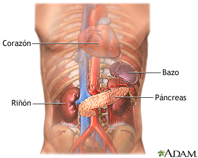 Páncreas y riñones