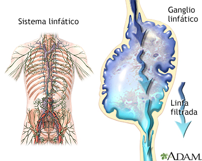 Sistema linfático
