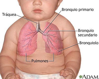 Pulmones - bebé