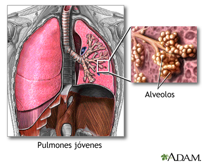 Pulmones y alveolos normales
