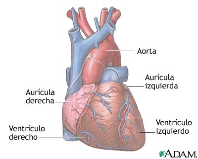 Anatomía normal del corazón