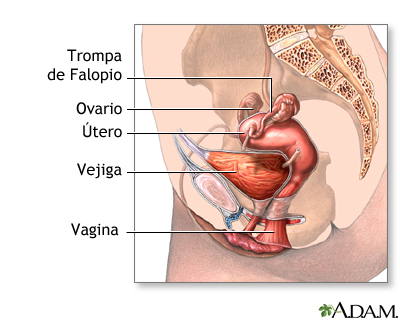 Anatomía femenina normal