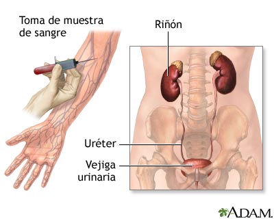 Exámenes de la función renal