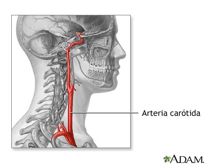 Anatomía de la arteria carótida