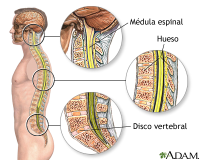 Anatomía de la columna vertebral