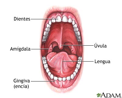 Anatomía oral