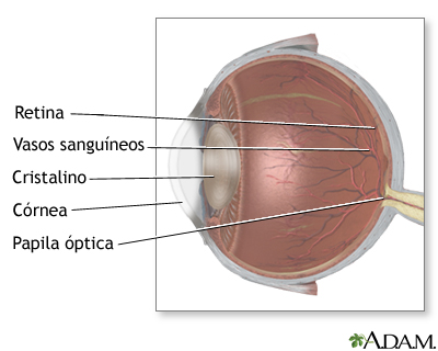 Anatomía lateral del ojo