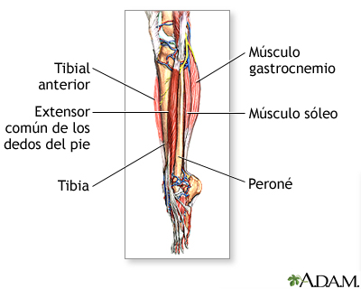 Músculos de la parte baja de la pierna