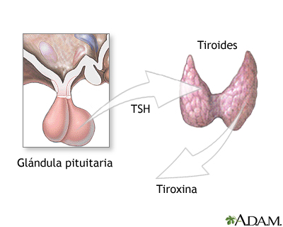 Pituitaria y TSH