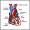 Corte transversal de la anatomía cardíaca normal