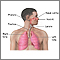 Vista del sistema respiratorio