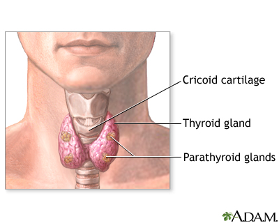 Parathyroidectomy - normal anatomy