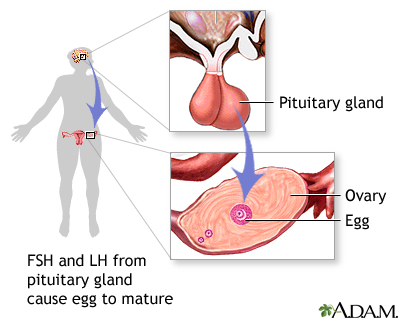 FSH and LH from pituitary gland