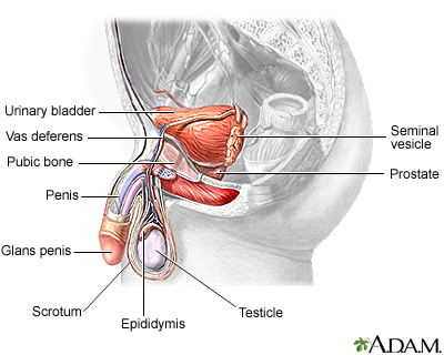 Męska anatomia rozrodcza