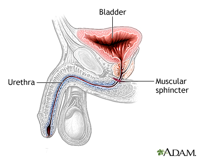 Inflatable artificial sphincter - series - Normal anatomy