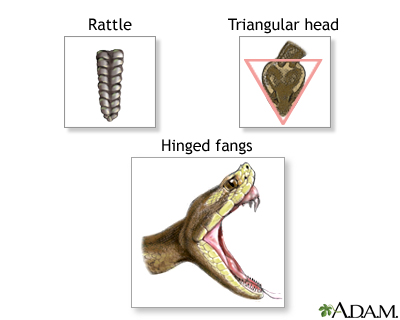 Defining rattlesnake features