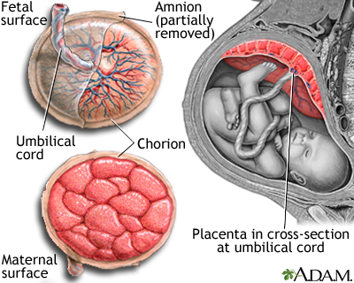 Anatomy of a normal placenta