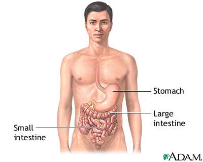 Gastrointestinal anatomy