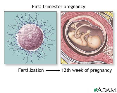 What happens in the first trimester pregnancy