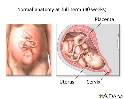 Vaginal birth - series - normal anatomy