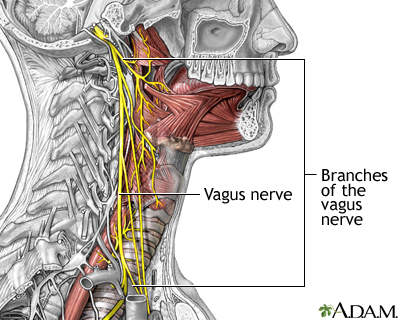 Vagal Nerve Vagus Nerve Diagram