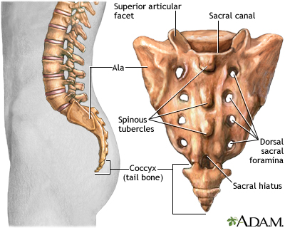 Sacrum MedlinePlus Medical Encyclopedia Image