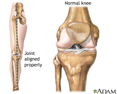 Normal knee alignment