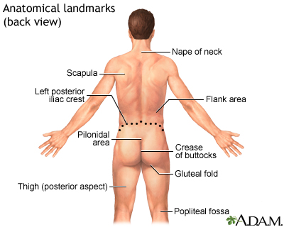 Anatomical landmarks adult - back