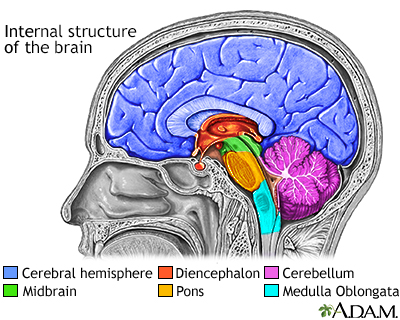 brain hemispheres diagram