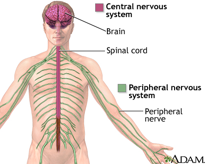 Central nervous system and peripheral nervous system