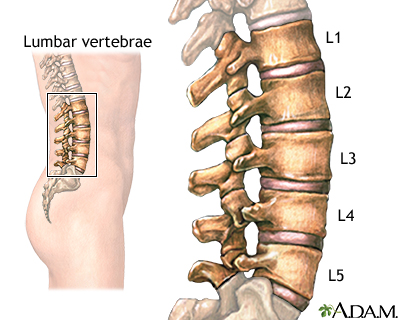 Lumbar vertebrae