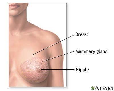 Breast lump removal - series - Normal anatomy