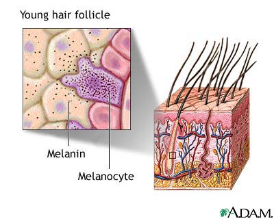 Hair follicle of young person: MedlinePlus Medical Encyclopedia Image