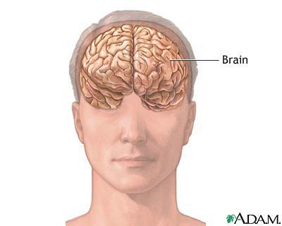 Normal brain anatomy