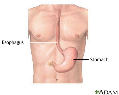 Esophagus and stomach anatomy
