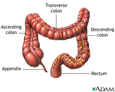 The large intestine: MedlinePlus Medical Encyclopedia Image