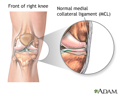 Medial collateral ligament
