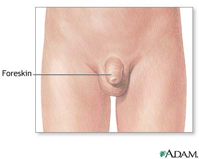 Foreskin human Foreskin Function