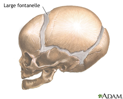 Skull anatomy: MedlinePlus Medical Encyclopedia Image