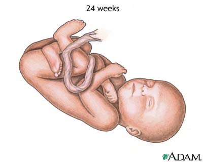 Fetus at 24 weeks